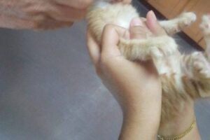klinik veterinar di balik pulau, Malaysia