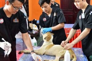 klinik veterinar di iskandar puteri, Malaysia