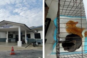 klinik veterinar di kerajaan kuantan, Malaysia